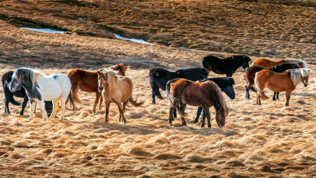 Forraje para caballos