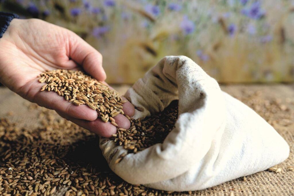 Compra y venta de semillas en la Agricultura